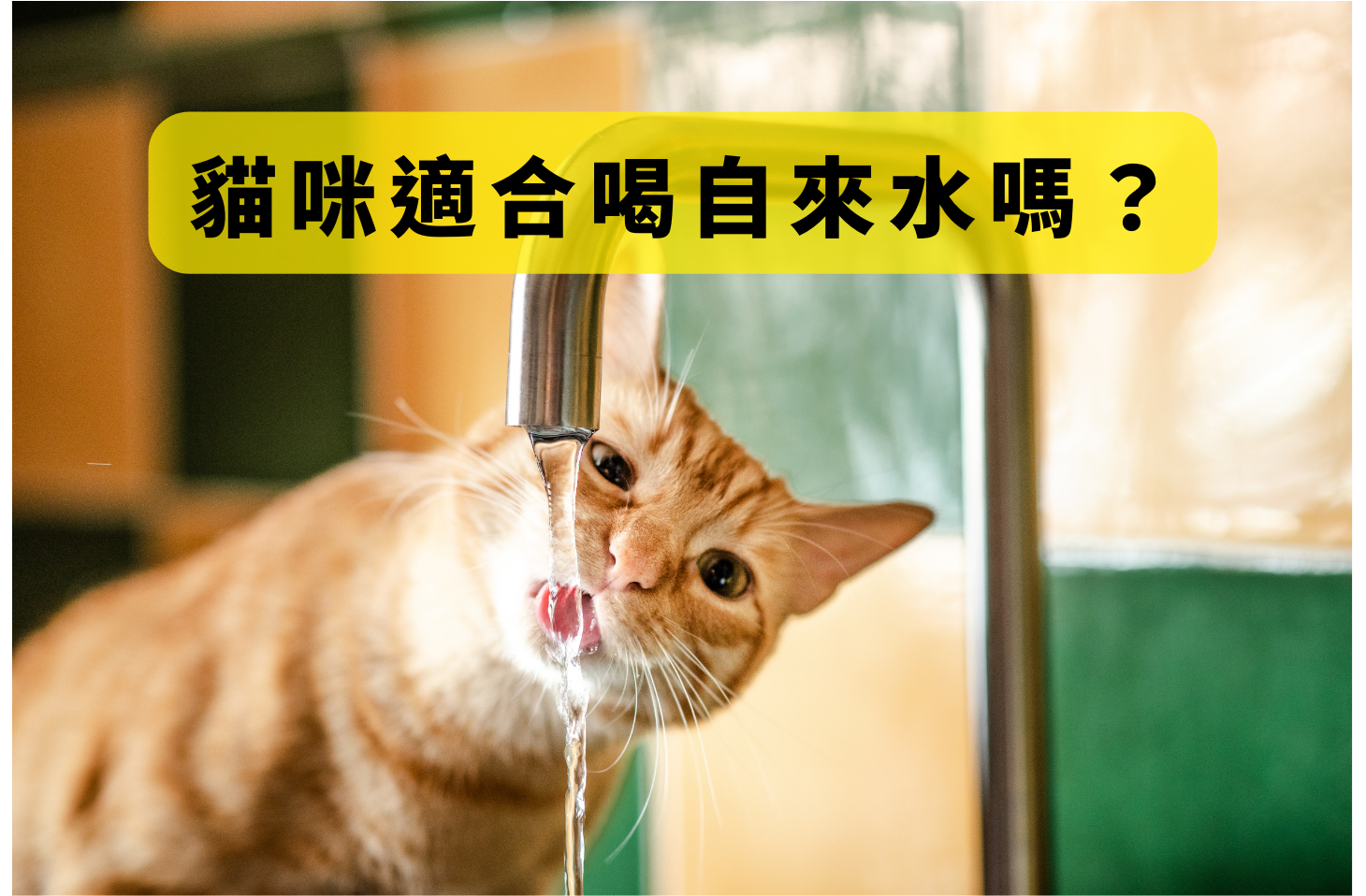貓咪喝過濾水的好處